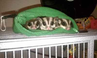 NWR - Furbabies :)