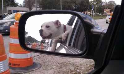 NWR - Furbabies :)