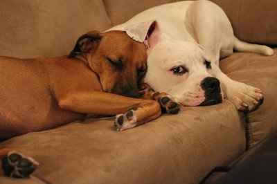 Furbabies!!! Lets show them off!