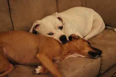 Furbabies!!! Lets show them off!