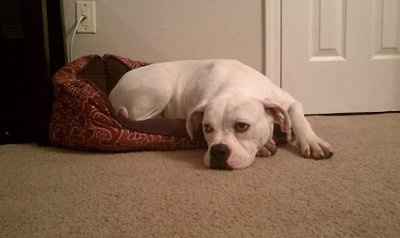 NWR: Lets see our pets!!