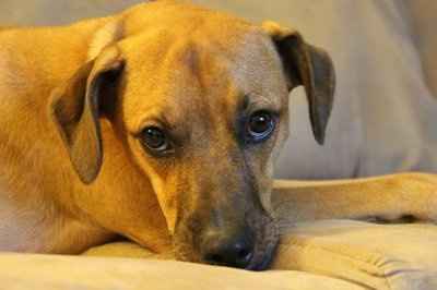 NWR: Lets see our pets!!