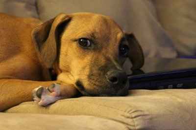 *NWR* Post pics of your furry (or not so furry) kids!