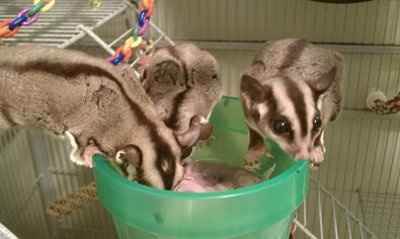 NWR: Furry Friends