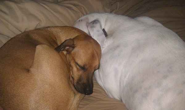 Furbabies (to lighten the mood)
