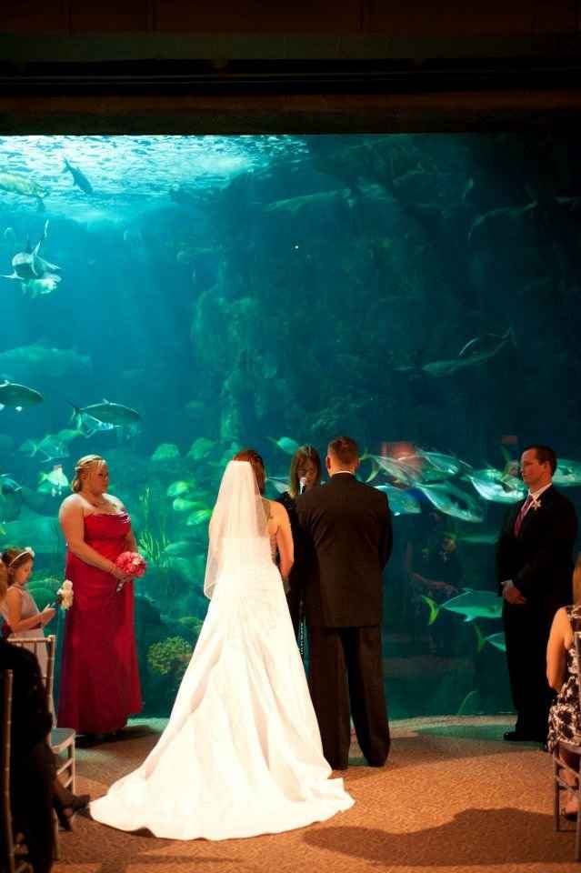 Brides who go to The Florida Aquarium, or been married to the place.