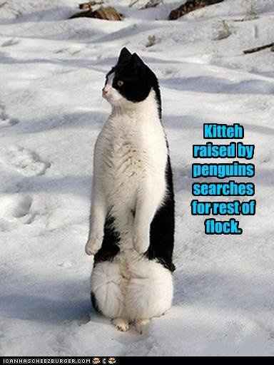 Mrs S ... We need to start another funny Cat thread!