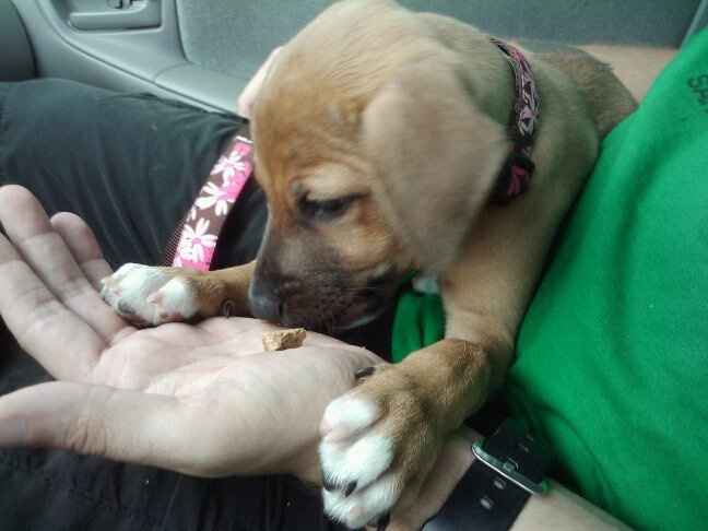 Furbabies then and now