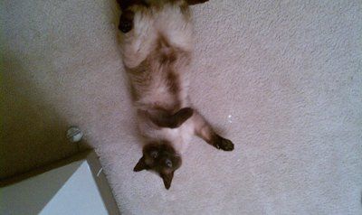 My furbaby: pics of the evil thing included