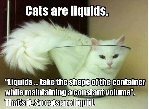 Why are there no Friday animal funnies?