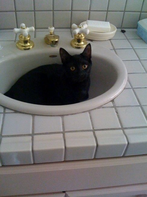 Why are there no Friday animal funnies?
