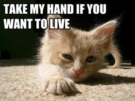 Mrs S ... We need to start another funny Cat thread!