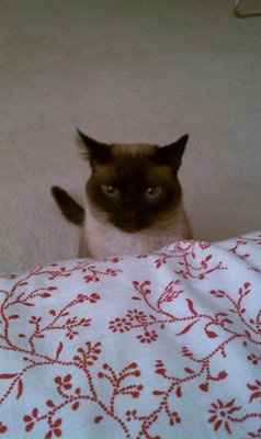 My furbaby: pics of the evil thing included