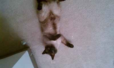 My furbaby: pics of the evil thing included