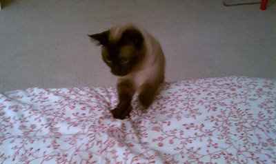 My furbaby: pics of the evil thing included