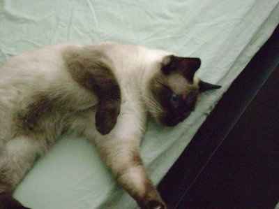 Furbabies!!! Lets show them off!