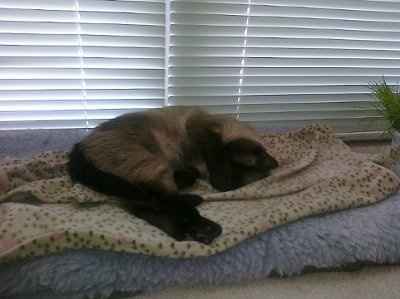 Furbabies!!! Lets show them off!