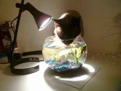 Furbabies!!! Lets show them off!