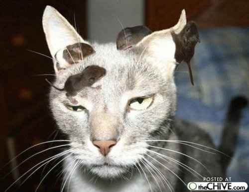 Why are there no Friday animal funnies?