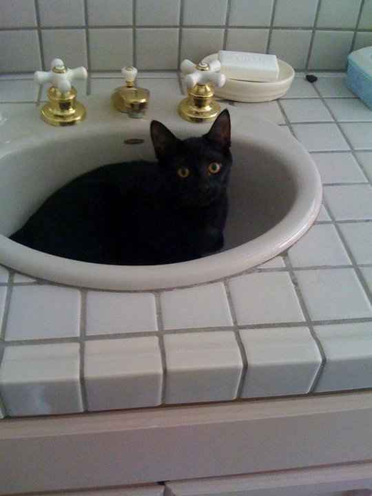 Why are there no Friday animal funnies?