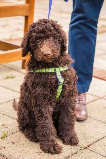 NWR: Show off your furbabies!