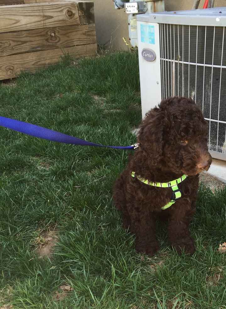 NWR- but a cute puppy to create some smiles