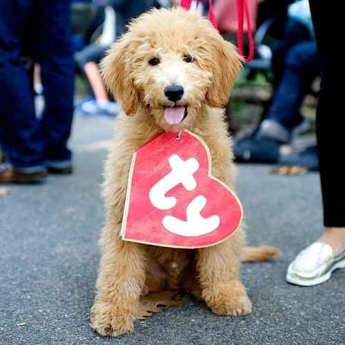 NWR: Do your pets celebrate Halloween?