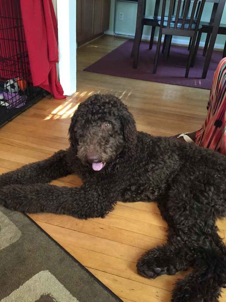 NWR: Do your pets celebrate Halloween?