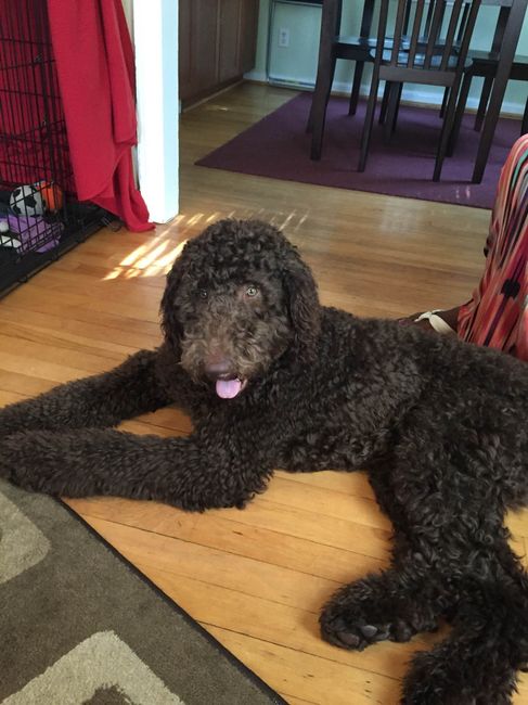 NWR: Do your pets celebrate Halloween?