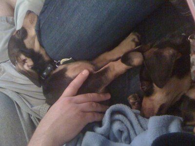 Completely NWR!  I need NAMES!  (Cute puppy pic heavy)