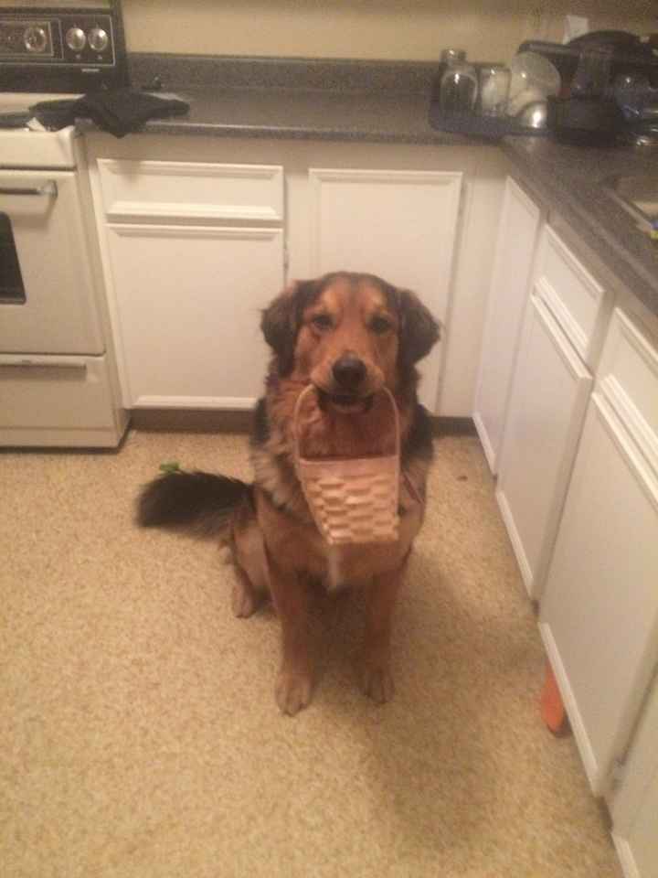 Dog Ring Bearer Training