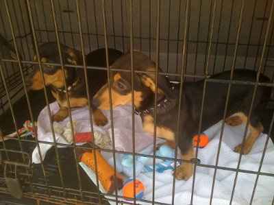 Completely NWR!  I need NAMES!  (Cute puppy pic heavy)