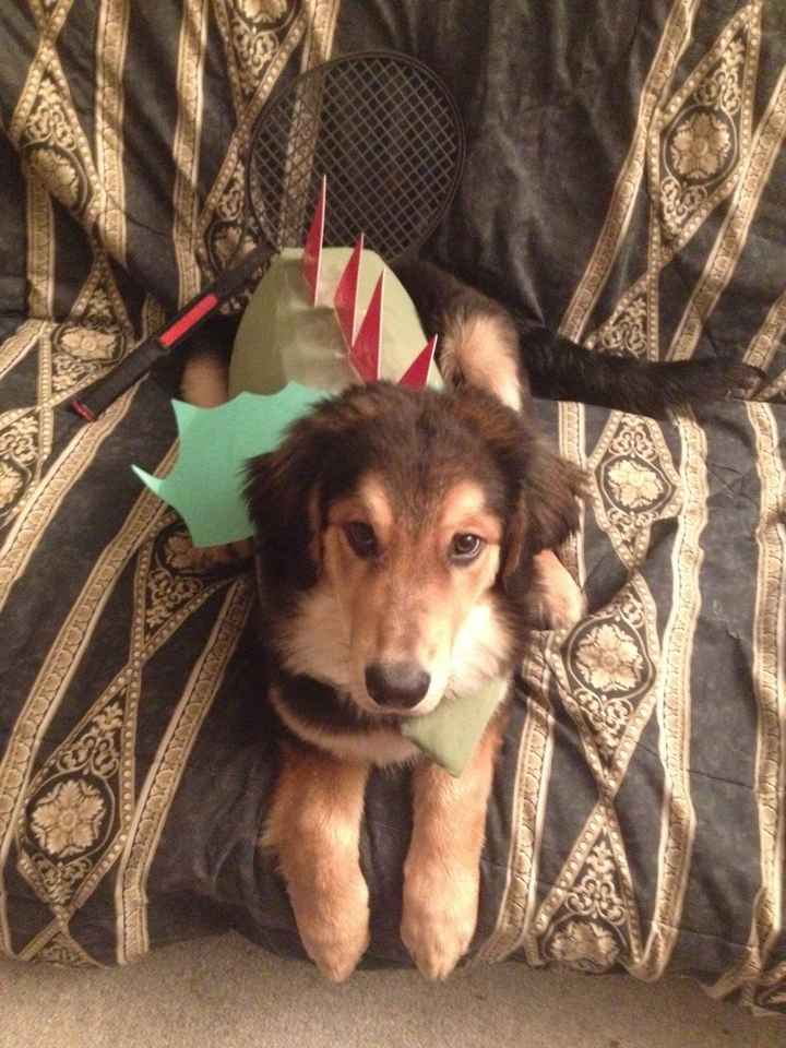 NWR: Do your pets celebrate Halloween?