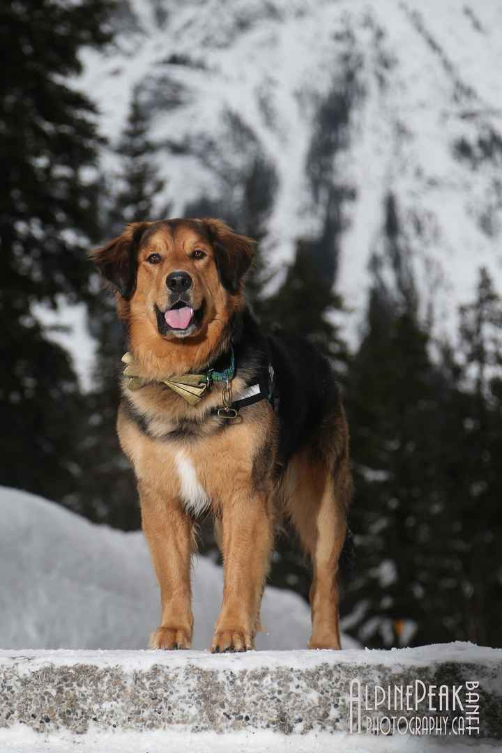 BAM! - Winter Mountain Elopement