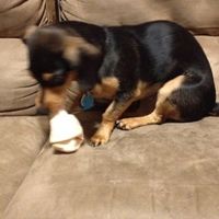 NWR: Show off your fur baby!