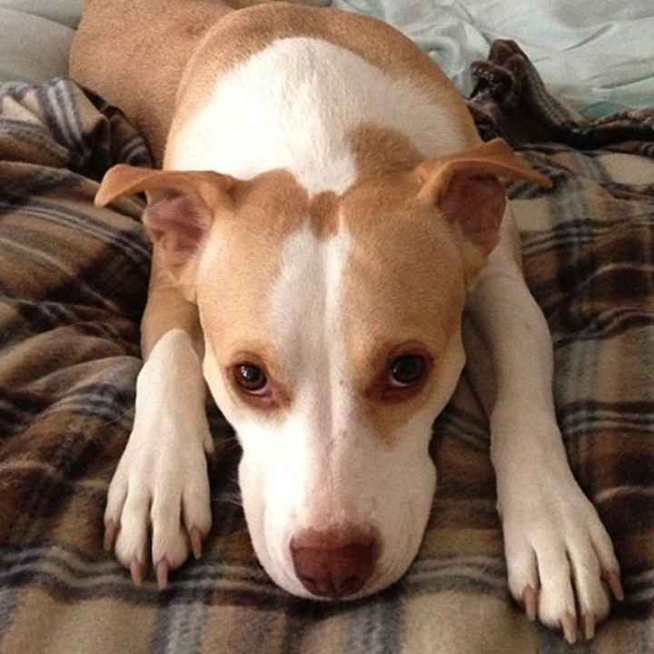 Show me your Furbabies!