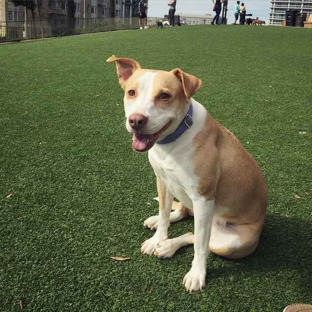 NWR - Furbaby Friday