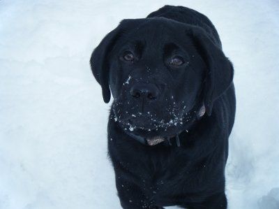 NWR: What kind of dog do you have?