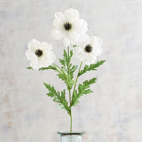 Anemone