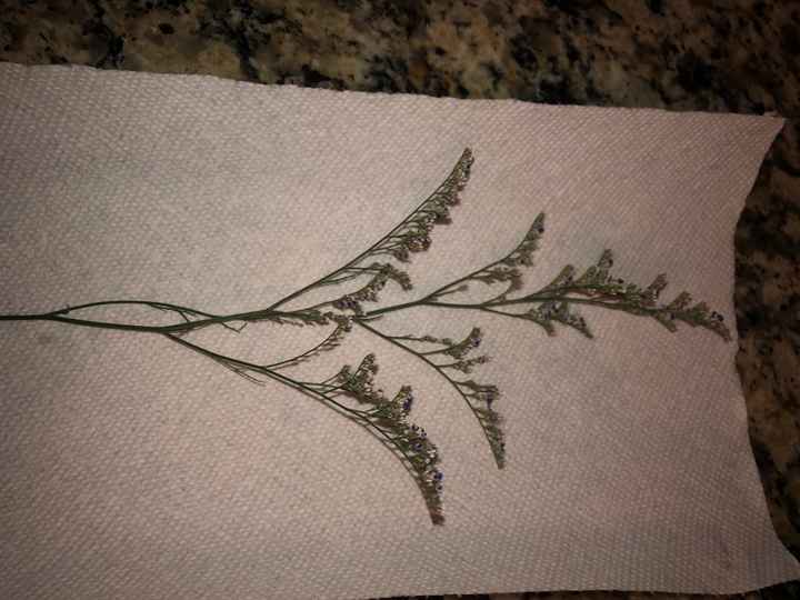 What is this flower?? - 1