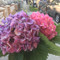 Giovanna