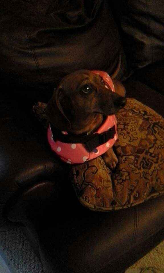 NWR: Dachshunds and other small dog owners