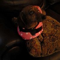 NWR: Dachshunds and other small dog owners