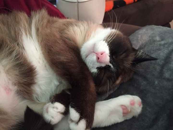 NWR: Bored? Show off your pets!