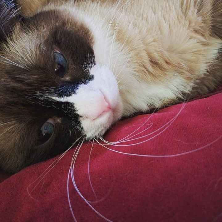 NWR: Tomorrow is National Cat Day!