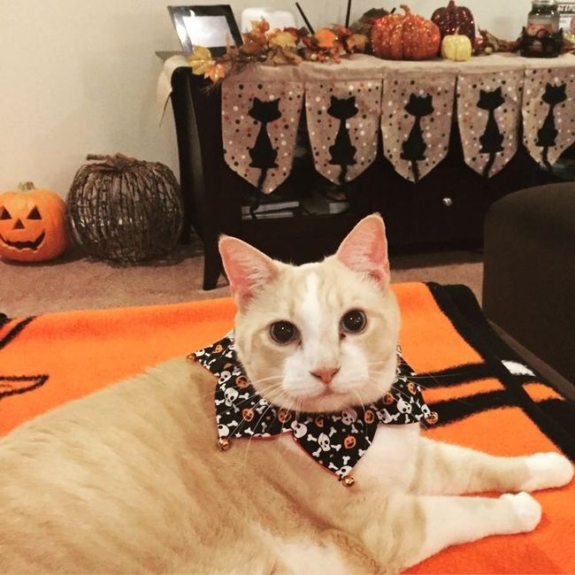 NWR: Do your pets celebrate Halloween?