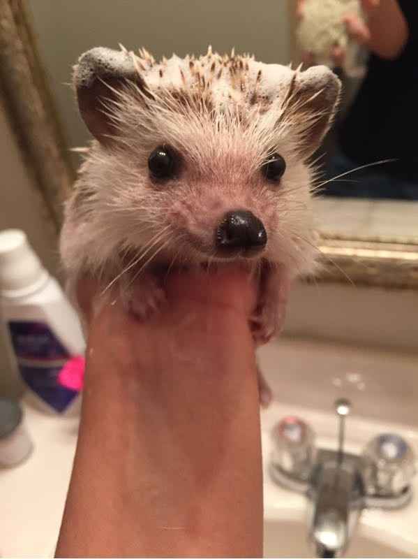 NWR: Bored? Show off your pets!