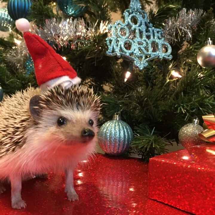 Just ordered my dogs first birthday cake! NWR