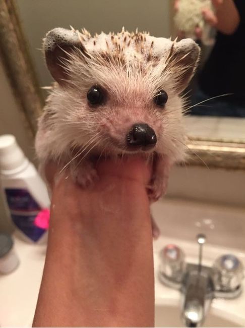 NWR: Bored? Show off your pets!