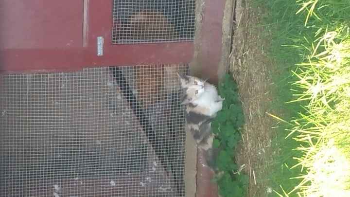 Show my your kitties!